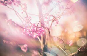 Împrumutul de Paște de la C.A.R. Viitorul